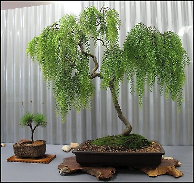 #ad Live Dwarf Australian Weeping Willow Bonsai Tree Fast Growing Indoor Outdoor $12.96