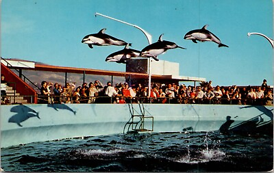 #ad Marineland of the Pacific high Flying Dolphins Vintage Postcard spc2 $22.00