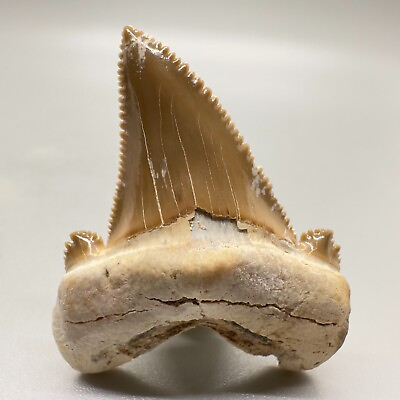 #ad High quality colorful 1.70quot; Fossil AURICULATUS Shark Tooth Late Eocene KZ $149.00