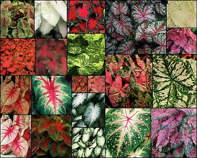 #ad SALE Fancy Leaf Mix CALADIUM Bulbs Mixed Colors YOU CHOOSE QTY Red Pink White $129.95