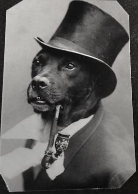 #ad Unique Bizarre Odd Interesting Victorian Dog With Pipe tintype C1452RP $14.99