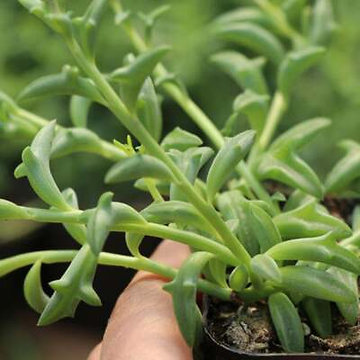 #ad 3 Fresh String of Dolphins Clippings Senecio Peregrinus Succulent Cuttings Plant $9.99