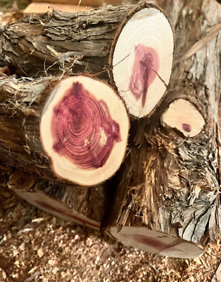 #ad Two 2 Wood Turning Blanks Eastern Red Cedar Aromatic Cedar Various Sizes $14.00