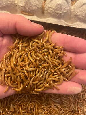 #ad #ad *HUGE SALE* Live Mealworms 500 Large or Medium Sized Reptile Food $12.50