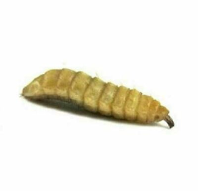 #ad Black Soldier Fly Larvae Live Soldier Worms Free Shipping $9.00