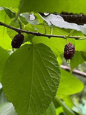 #ad Morus rubra Red Mulberry Cuttings 6 Unrooted Organic Heavy Producers $4.60