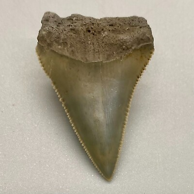 #ad High Quality Sharply Serrated 1.67quot; Fossil GREAT WHITE Shark Tooth Sarasota FL $89.00