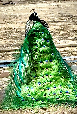 #ad 4 Indian Blue Peafowl Hatching Eggs $80.00