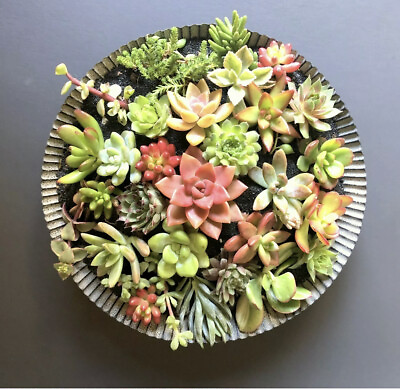#ad 25 Beautiful Colorful amp; Healthy Succulent Cuttings 25 Varieties FREE SHIP $19.95