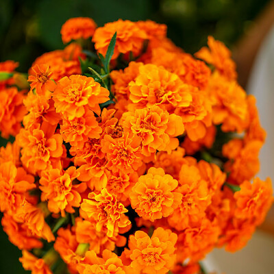 #ad French Marigold TANGERINE DOUBLE DWARF Beneficial Plant Non GMO 100 Seeds $3.98