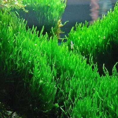 #ad BUY 2 GET 1 FREE Flame Moss Taxiphyllum #x27;Flame#x27; 2 Ounce Cup Live Aquarium Plants $7.79