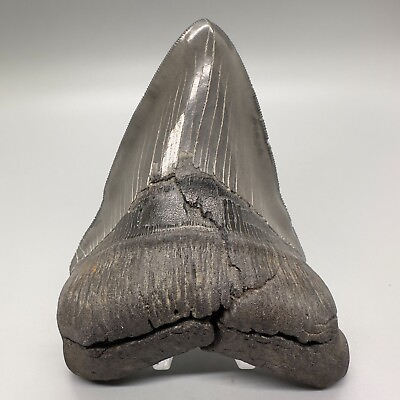 #ad High Quality DEFORMED Sharply Serrated 5.15quot; Fossil MEGALODON Tooth USA $699.00