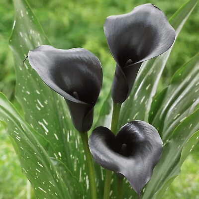 #ad Garden State Bulb Escape Calla Lily Flower Bulbs Black 14 16 cm $78.21