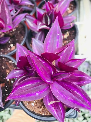 #ad 5 Rare Wandering Jew Burgundy Purple Plant Cuttings fast shipping $7.99