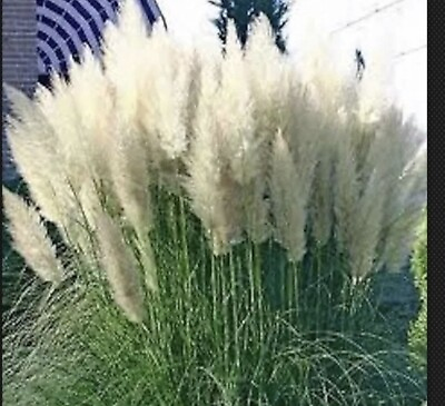 #ad White Pampas Grass Cortaderia selloana 4 Plugs $29.74