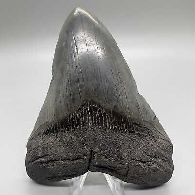 #ad Large Solid Complete Dark Gray 5.23quot; Fossil MEGALODON Shark Tooth USA $279.00