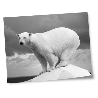 #ad 8x10quot; Prints No frames BW Polar Bear Ice Animals Wild #41267 GBP 4.99