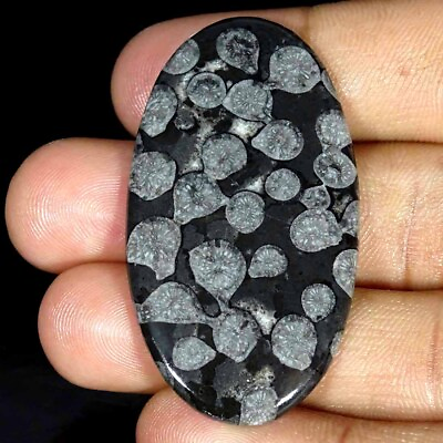 #ad 50.10Cts Natural Black Fossilized Coral Oval Cabochon Loose Gemstone 28x51x4mm $7.99