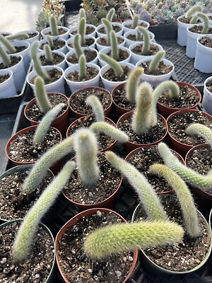 #ad Fuzzy Monkey Tails Cactus Rooted 4” 5” Long $8.00