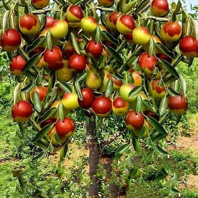 #ad Nourishing Jujube Tree Seedlings 15 17 Inch Height Exquisite Potted Plants fo $37.99