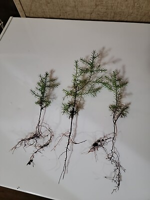 #ad 5 Eastern Red Cedar Juniper seedling live trees 4 8 inches $8.98