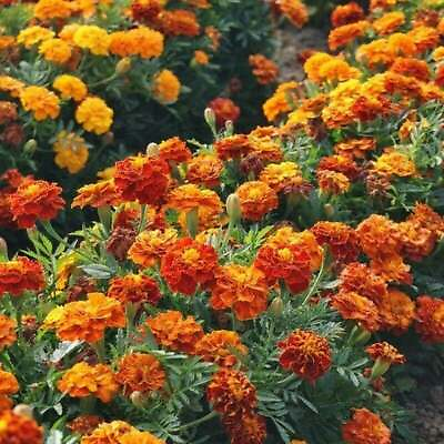 #ad French Marigold Mix LANDSCAPER#x27;S PACK BULK Assorted Heirloom Non GMO 1000 Seeds $6.98