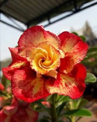 #ad 4 Orange Red Desert Rose Seeds Adenium Flower Perennial Seed 279 US SELLER $4.79