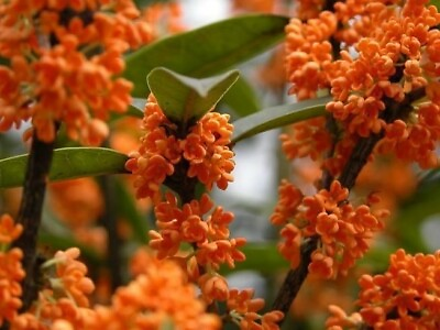 #ad Orange Flowering Fragrant Tea Olive osmanthus Live Plant 1 QT $24.99