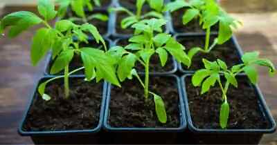 #ad Live Plants Vegetable Fruit Herb Plants 30 45 days old 3quot; to 6quot; tall $3.50