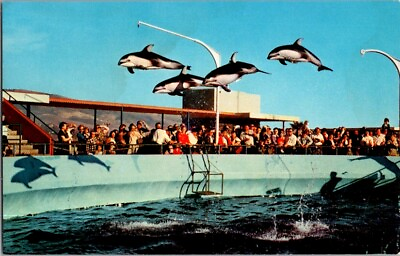 #ad Vintage Postcard Marineland of Pacific High Flying Dolphins CA California F 047 $22.79
