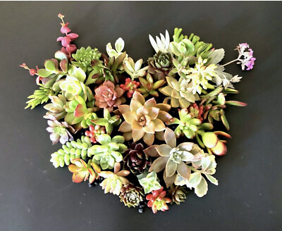 #ad 15 Beautiful Colorful HealthyORGANIC Succulent Cuttings 15 Varieties FREE SHIP $13.35