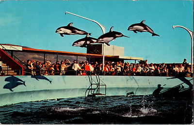 #ad Postcard High Flying Dolphins Marineland Pacific Palos Verdes CA Postmarked 1965 $6.99