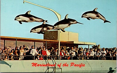 #ad Palos Verdes California CA Marineland Of The Pacific Flying Dolphins Postcard $7.64