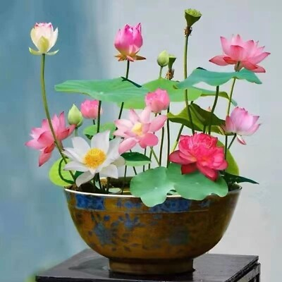 #ad 10Pcs Mixed Color Lotus Seeds for Planting Beautiful Water Plants for Ponds $8.95