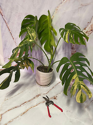 #ad Monstera Aurea CuttingsRooted Plants DISCOUNTED $180.00