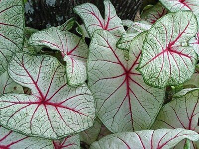 #ad WHITE QUEEN Fancy Leaf CALADIUM Bulbs YOU CHOOSE QTY Green Red White SUN TOLERNT $39.95