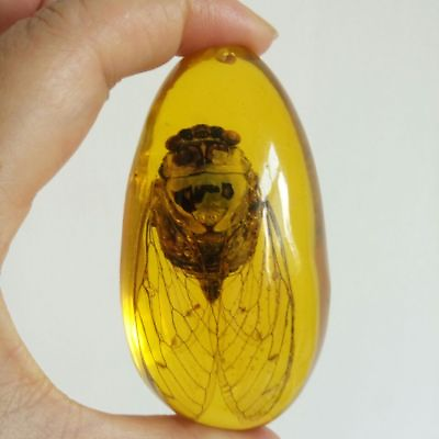 #ad Beautiful Amber Cicada Fossil Insects Manual Polishing $8.56