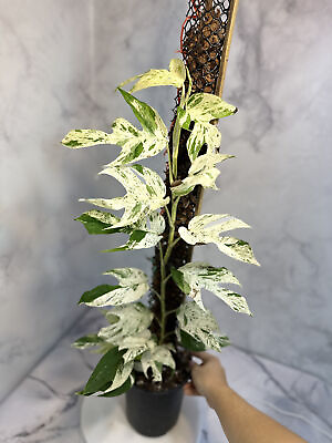 #ad Epipremnum Pinnatum Marble Cuttingrooted options DISCOUNTED $24.00