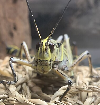 #ad 6 Count LIVE Lubber Grasshopper Romalea microptera Educational $20.00