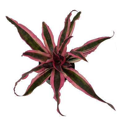 #ad Red Baron Earth Star Plant Cryptanthus Easy to Grow House Plant 5quot; Pot $18.99