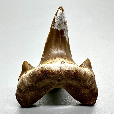 #ad Rare High Quality 1.63quot; Fossil CRETODUS CRASSIDENS Shark Tooth Lake Waco TX $249.00