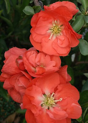 #ad DOUBLE TAKE® Orange PPAF Flowering Quince 4quot; Pot Proven Winners $17.99