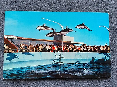 #ad High Flying Dolphins Marineland of the Pacific Vintage Postcard $3.74