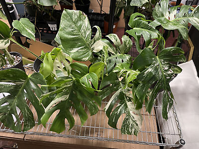 #ad Monstera Albo Medium Variegated Rooted Plant and Cutting $154.00