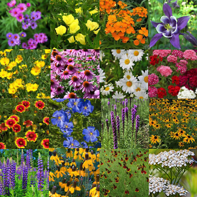 #ad Bulk Wildflower Seed Mix 93750 Seeds All Perennial Covers 500 SQFT $23.99