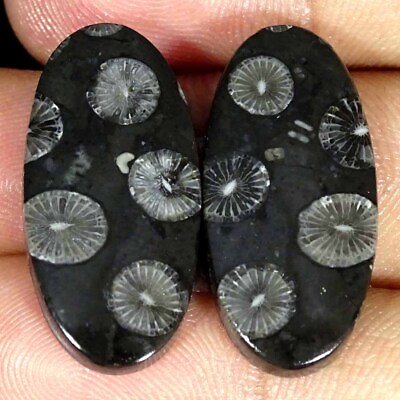 #ad 27.70Cts Natural Black Fossilized Coral Oval Pair Cabochon Loose Gemstone $7.99