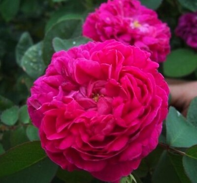 #ad extra odorant ROSA DAMASCENA 1 strong grafted plant Exceptional very rary $180.00