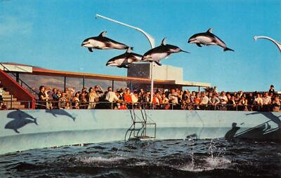 #ad Marineland of the Pacific HIGH FLYING DOLPHINS Oceanarium 1960 Vintage Postcard $10.19