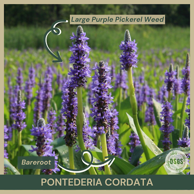 #ad Bareroot Pontederia cordata Large Purple Pickerel Weed Pickerel Rush $7.50