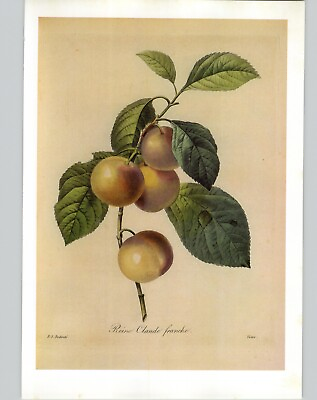 #ad P. J. Redoute Fruit Prunus Domestica Reine Claude Franche Art Book Plate 136 $13.46